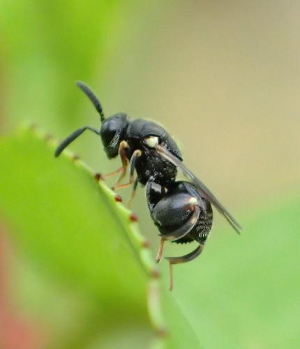 Brachymeria walkeri